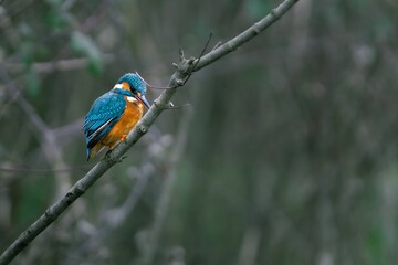 Kingfisher perched in a lush forest setting.