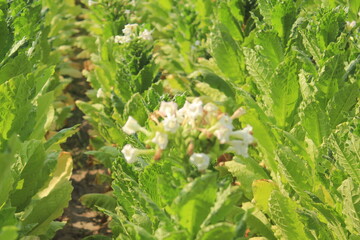 Tobacco (Nicotiana tabacum) is a plant from the Solanaceae (nightshade) family, primarily grown for its leaves, which contain nicotine. It is widely cultivated worldwide for use in cigarettes, cigars,