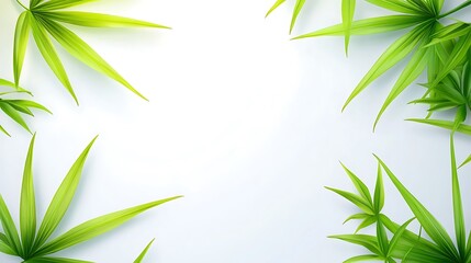 Fototapeta premium Lush green leaves frame, white background, nature, design