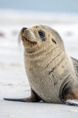 Naklejka premium Adorable Seal Pup on Sandy Beach Wildlife Photography