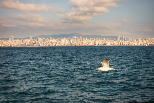 Waves, Wings, and the Istanbul Skyline