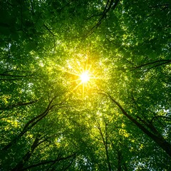 Fototapeta premium Bright Sunlight Through Lush Green Forest Canopy
