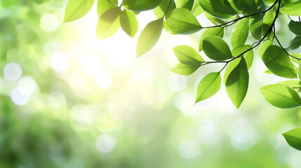 Green leaves illuminated by sunlight with soft bokeh background, creating serene and natural atmosphere