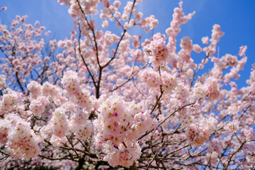 満開の春めき桜と青空の絶景