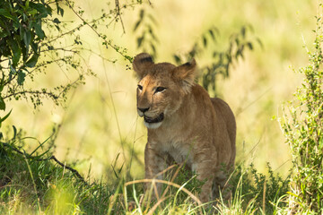Lion Cub Rests Under The Shade Of A Bush  