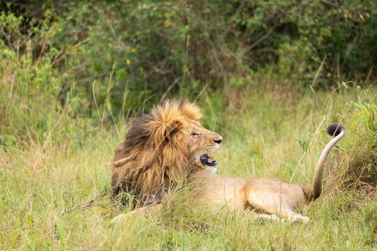 Male Lion Is Bothered By Insects  