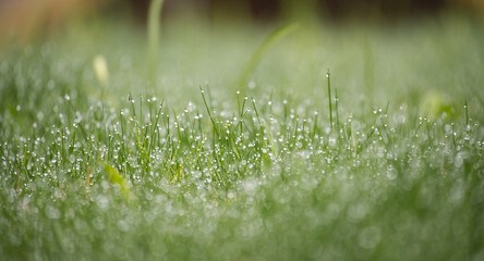 Close-Up of Dew Drops on Grass with Sparkling Morning Light Bokeh