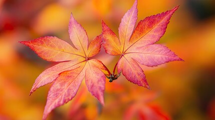 Autumn Foliage in Vibrant Reds, Oranges, and Yellows, Creating Stunning Fall Landscapes oe Perfect for Nature Photography, showcasing the beauty of autumn leaves and foliage in forests