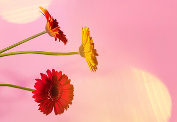 Beautiful flowers on soft purple gradient background with copy space.