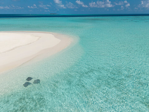Stingrays
 on Maldivian Sandbank