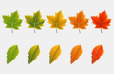 Set of autumn leaves isolated on white background. Vector illustration EPS10