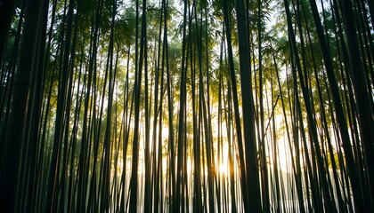 Fototapeta premium Golden Sunset Through Bamboo Forest: A Serene and Tranquil Scene