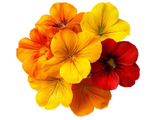 A cluster of vibrant nasturtium flowers with orange and yellow petals, isolated on a clean transparent background, PNG file.
