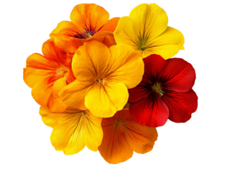 A cluster of vibrant nasturtium flowers with orange and yellow petals, isolated on a clean transparent background, PNG file.