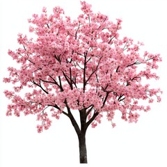 Obraz premium Beautiful pink cherry blossom tree with vibrant flowers and elegant branches on a white background