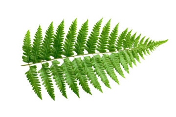 A delicate fern leaf with intricate patterns, isolated on a transparent background, PNG file.