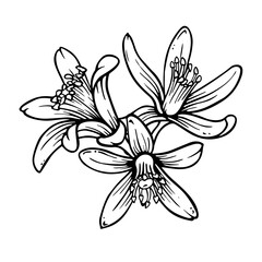 Citrus flower composition. Outline hand drawn illustration of lemon or mandarin blooming isolated on white background. Ink sketch in engraving style. Citron line art for spring prints and designs
