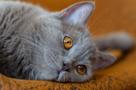 Cat with orange eyes