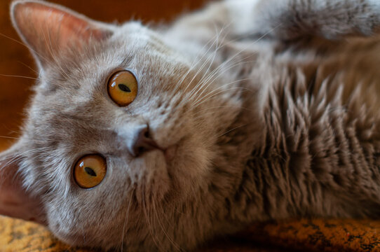 Cat with orange eyes