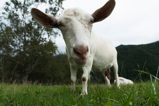 White goat on the field