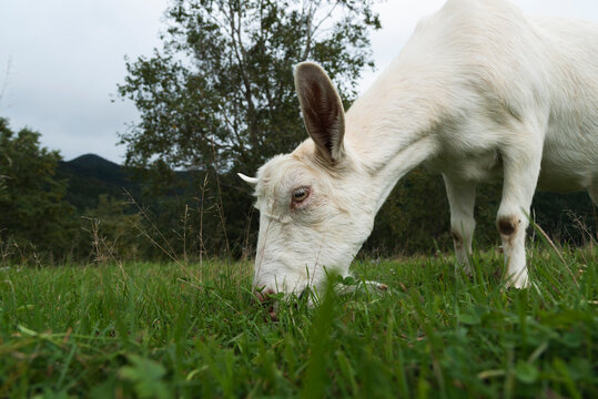 White goat on the field