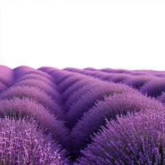 Breathtaking Lavender Fields in Bloom Under Clear Blue Sky Capturing Nature's Beauty and Serenity in Impressive Landscape View