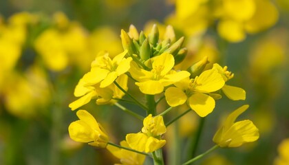Obraz premium 菜の花