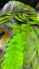 Detailed Backside View of a Lush Green Bird with Ruffled Feathers