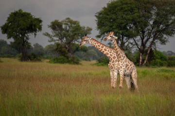 A group of Rothschild's giraffes cross a road in Murchison national park (Uganda). Unlike any other giraffe sub subspecies the Rothschild's giraffe does