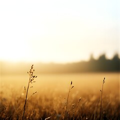 Fototapeta premium Golden Hour Field: Sunrise Light on Tall Grass