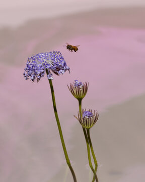 Bee flying to Pincushion flower over water.