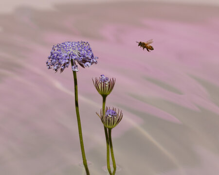 Bee flying to  blue Pincushion flower