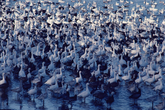 Lesser snowgeese (Anser caerulescens) on migration DeSoto NWR Iowa