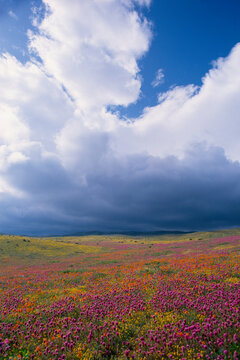 Historical snowstorm approaching Antelope Valley Poppy Preserve CALIF