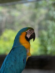 Close Up Portrait of a Blue and Gold Macaw. Vibrant Colors and Stunning Details