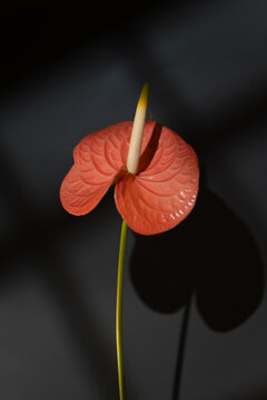 Vibrant Red Anthurium with Dramatic Shadows