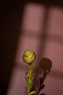 Close-Up of a Spiraled Green Plant Bud