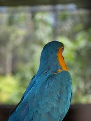 Rear View Close Up of a Blue and Gold Macaw. Stunning Feathers and Vivid Colors