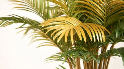 A lush golden Areca palm plant with silky green leaves perfect for indoor decor and adding a tropical touch to any space