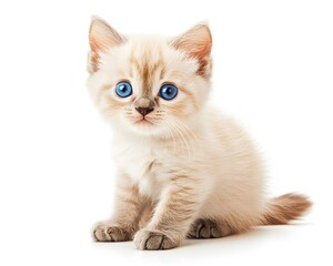 Obraz premium Adorable Cream Kitten With Striking Blue Eyes