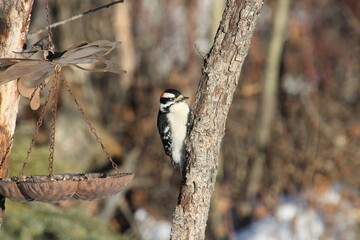 Downy Woodpecker On The Tree, Pylypow Wetlands, Edmonton, Alberta