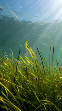 Sun rays over a seagrass meadow in North Wales