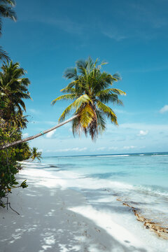 Palm tree on a beach in the Maldives