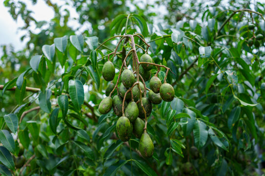 Unripe ambarella