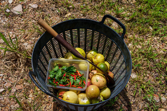 Freshly harvested fruits and vegetables