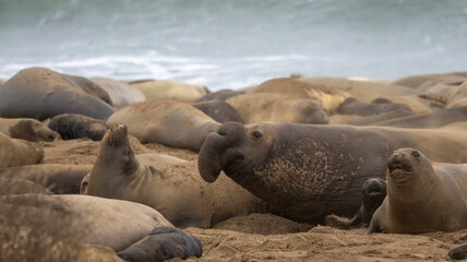 A large Elephant Seal Bull on the beach