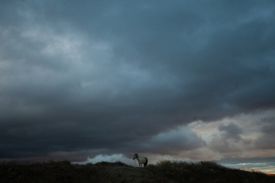 A meeting with a horse 