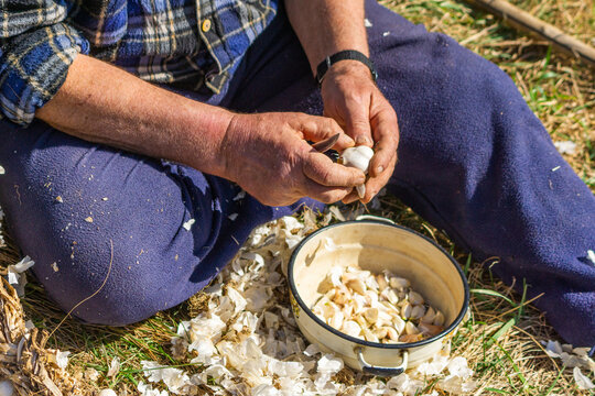 Planting garlic cloves
