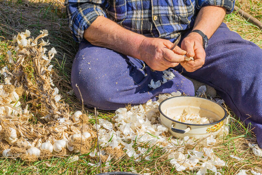 Planting garlic cloves