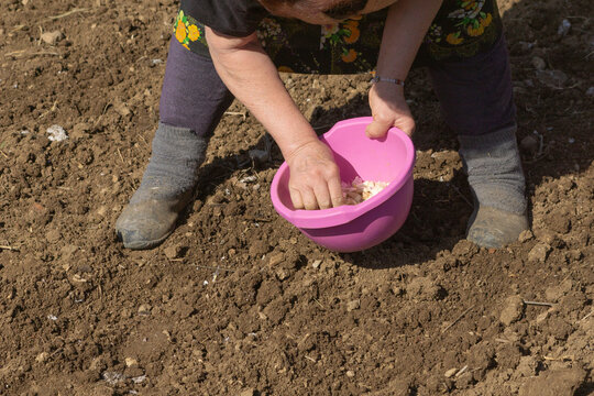 Planting garlic cloves